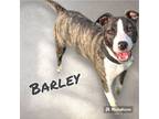 Adopt BARLEY a Australian Cattle Dog / Blue Heeler, Pit Bull Terrier