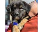 Adopt Trance Pipe Dream A205 a Mixed Breed