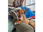 Adopt Polo a Dachshund, Beagle