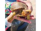 Adopt Derf a Turtle