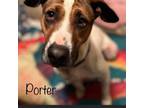 Adopt Porter a Hound