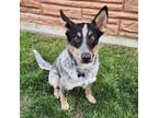 Adopt Jack a Australian Cattle Dog / Blue Heeler