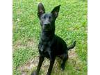 Adopt Colson a Shepherd