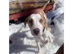 Adopt Jimmy a Foxhound