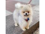 Adopt Taro a Pomeranian