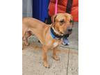 Adopt Jake a Beagle, Staffordshire Bull Terrier