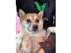 Adopt Siru a Shiba Inu