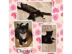 Adopt Chester a Domestic Short Hair