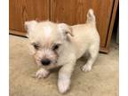 Adopt Triton a Norwich Terrier, Parson Russell Terrier