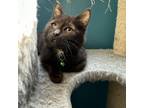 Adopt Samba Olivet 862 a Domestic Short Hair