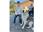 Adopt Benjamin Argo a Great Pyrenees, Labrador Retriever