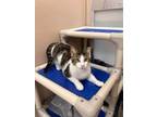 Adopt Tuffy a Domestic Short Hair