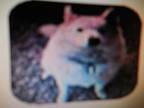 Adopt Appolo a Husky, Shiba Inu