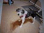 Adopt Max a Beagle, Rat Terrier