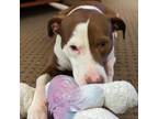 Adopt Zeus a English Pointer, American Staffordshire Terrier