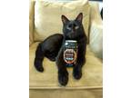 Adopt Beau a Domestic Short Hair