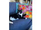 Adopt Felix a Domestic Short Hair