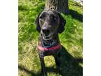 Adopt Rusty a Plott Hound