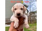 Adopt Bob a Labrador Retriever, Mixed Breed