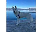 Adopt Ghost a Husky