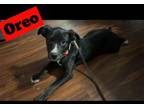 Adopt Oreo a Pit Bull Terrier, Siberian Husky