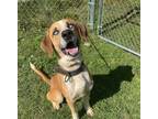 Adopt Andy a Hound