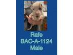 Adopt Rafe a Pit Bull Terrier