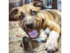 Adopt Ringo Starr a Shepherd, Mastiff