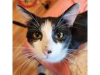 Adopt Lucky a American Shorthair