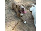 Adopt Kaizer a Pit Bull Terrier