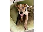 Adopt Camo a Australian Cattle Dog / Blue Heeler, Beagle