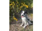 Adopt Yeti a Border Collie, Labrador Retriever