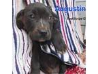 Adopt Augustin a Mixed Breed
