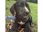Adopt Bruno a Labrador Retriever, Mixed Breed