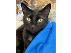 Adopt CHUCK a Domestic Short Hair