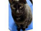 Adopt AL a Domestic Short Hair