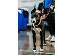 Adopt Levi a Siberian Husky, Mixed Breed