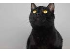 Adopt Jasper a Domestic Short Hair