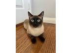 Adopt Emmett a Siamese