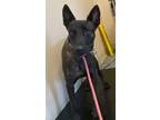 Adopt Dutchie a Dutch Shepherd