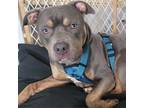 Adopt Jameson a American Staffordshire Terrier