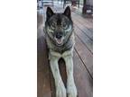 Adopt Dexter a Siberian Husky