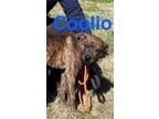 Adopt Coolio (port rd) a Mixed Breed