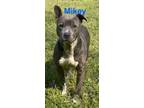 Adopt Mikey a Pit Bull Terrier