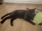 Adopt Monte a Domestic Short Hair