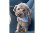 Adopt Jerry a Poodle