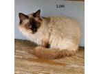 Adopt Loki a Siamese, Birman