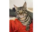 Adopt Tiny a Tabby