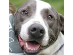 Adopt Frosty a American Staffordshire Terrier