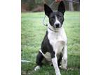 Adopt Manchas a Border Collie